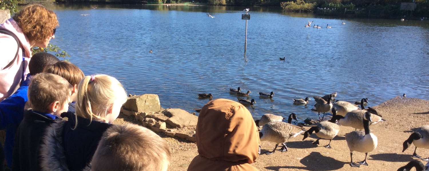 Feeding the ducks on our school trip 1500 by 600